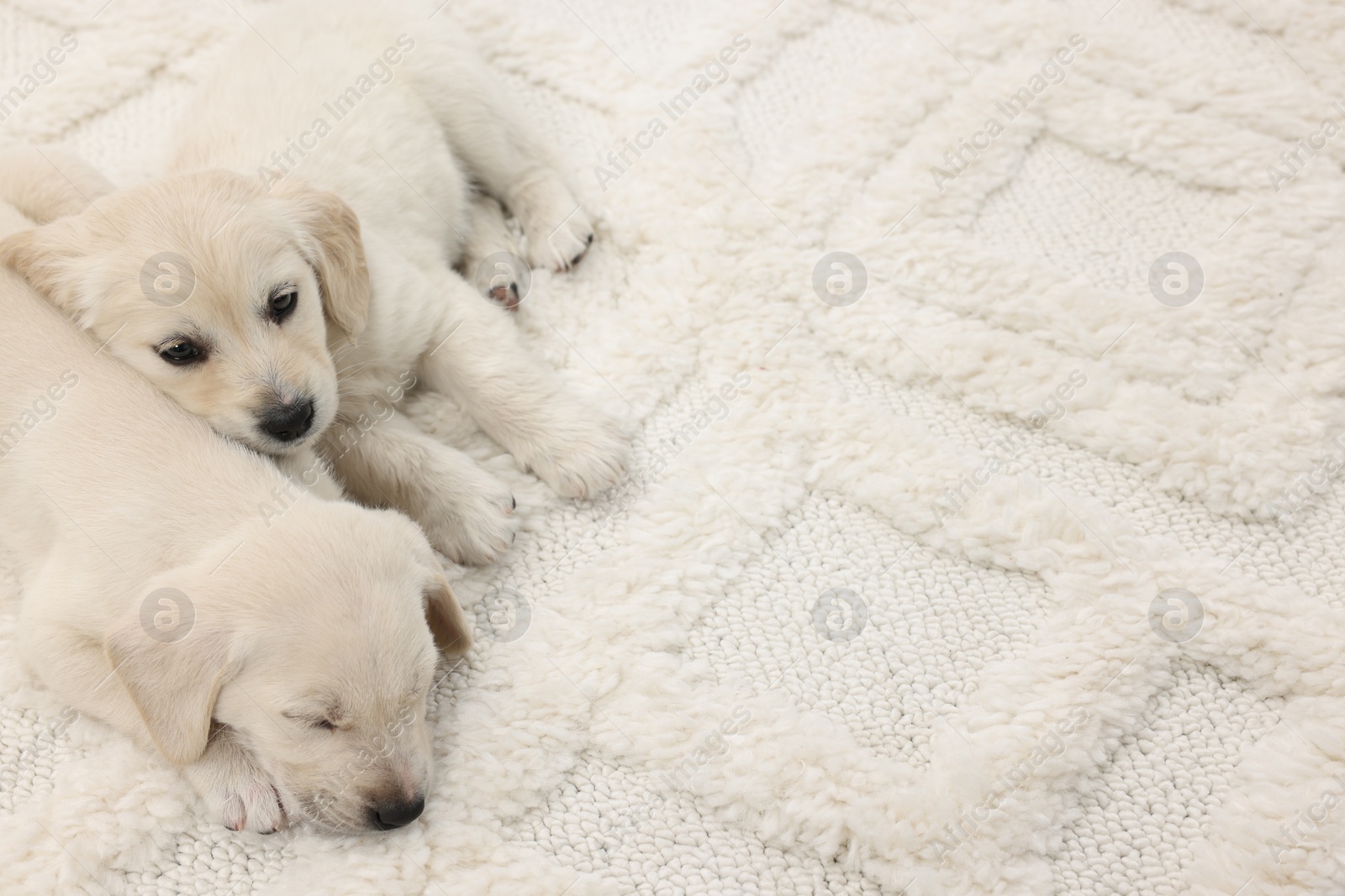 Photo of Cute little puppies lying on white carpet. Space for text