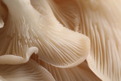 Photo of Macro view of fresh oyster mushrooms as background