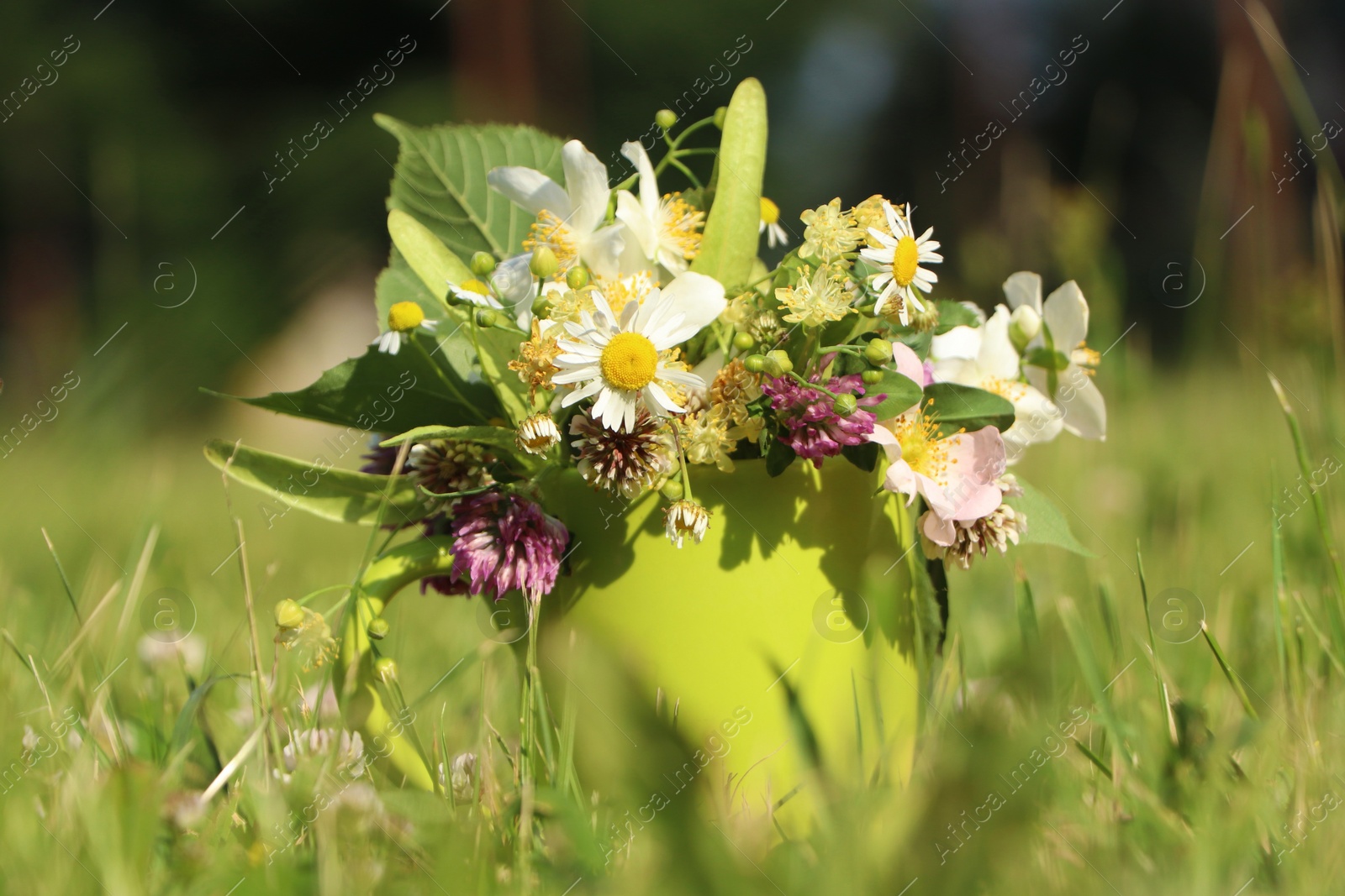 Photo of Green cup with different wildflowers and herbs in meadow on sunny day, closeup
