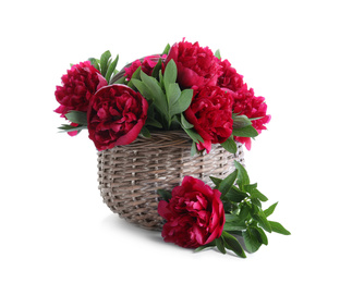 Bouquet of beautiful red peonies in wicker basket isolated on white