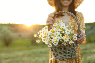 Photo of Woman with wicker basket full of chamomiles outdoors, closeup