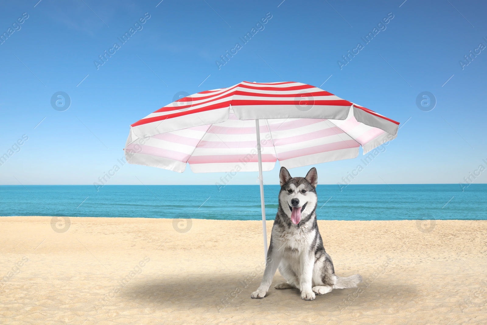 Image of Cute dog under umbrella on sandy beach. Summer vacation with pet