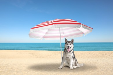 Image of Cute dog under umbrella on sandy beach. Summer vacation with pet