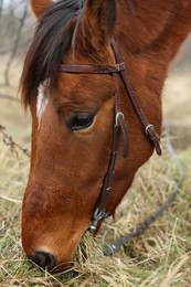 Photo of Adorable chestnut horse grazing outdoors, closeup. Lovely domesticated pet
