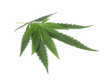 Photo of Fresh green hemp leaves on white background