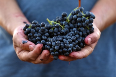 Photo of Man holding bunches of fresh ripe juicy grapes, closeup