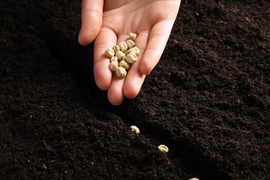Woman planting pea seeds into fertile soil, closeup. Vegetable growing