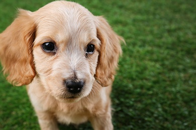Photo of Cute English Cocker Spaniel puppy on green grass. Space for text