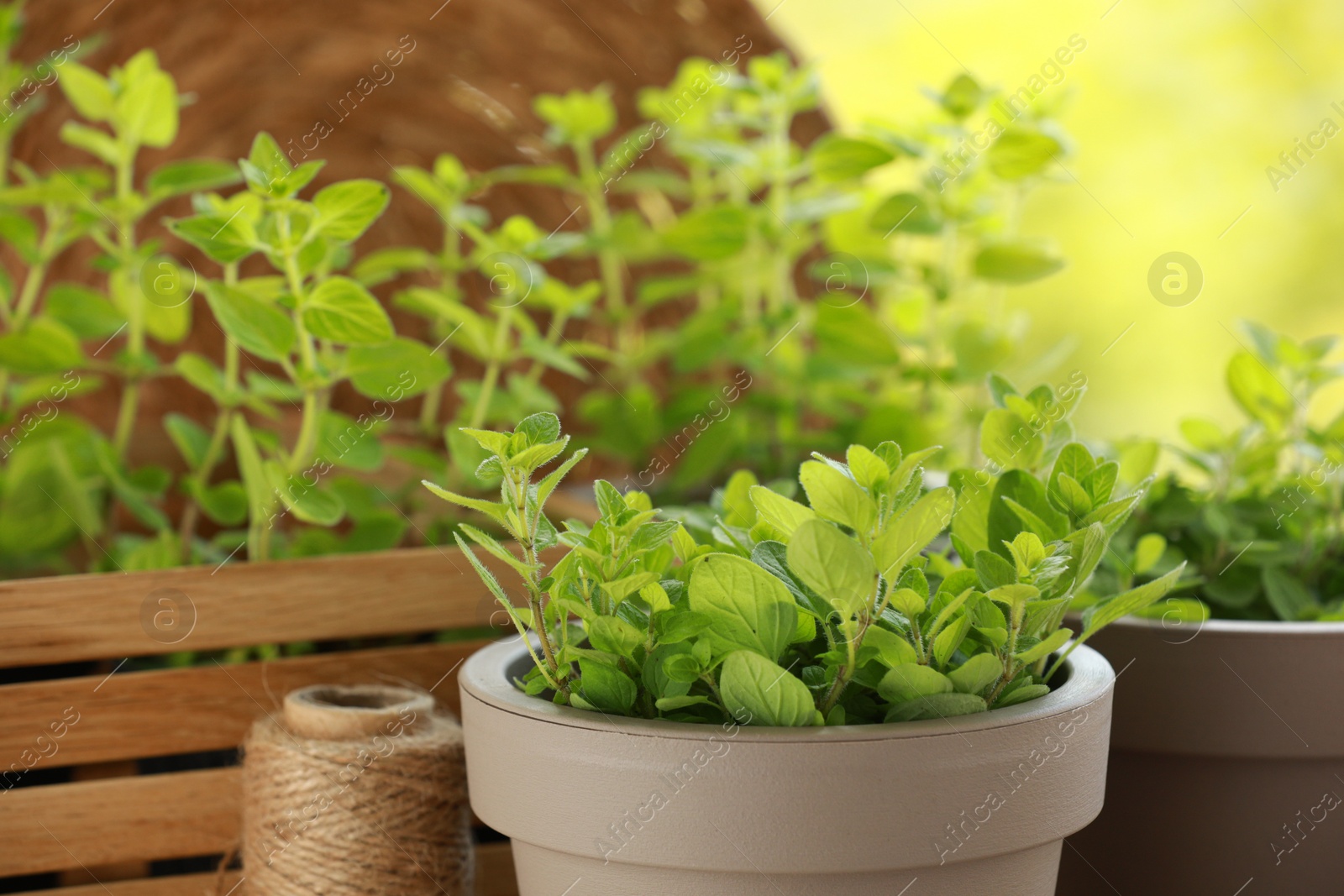 Photo of Aromatic potted oregano against blurred green background