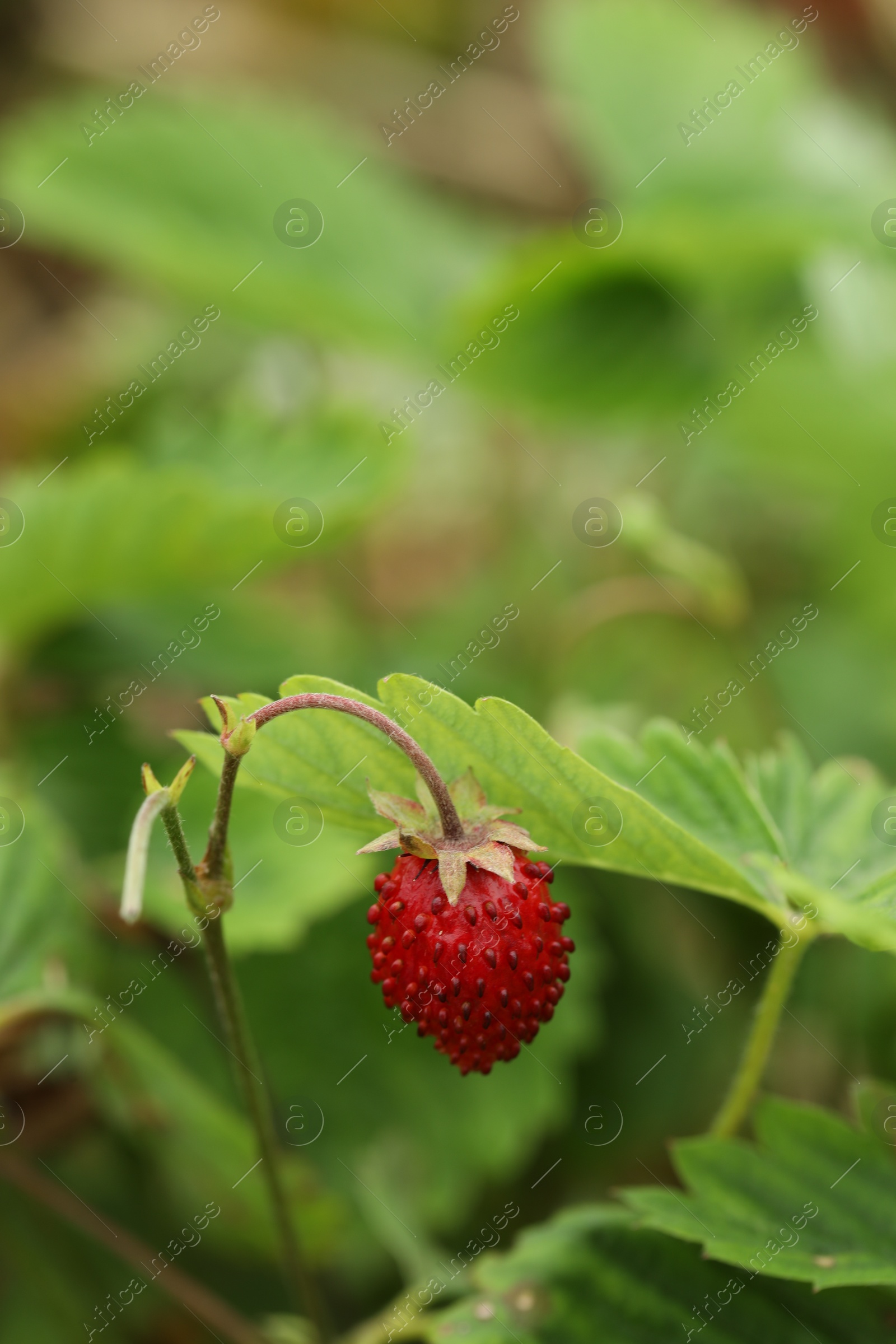 Photo of Ripe wild strawberry growing outdoors. Seasonal berries