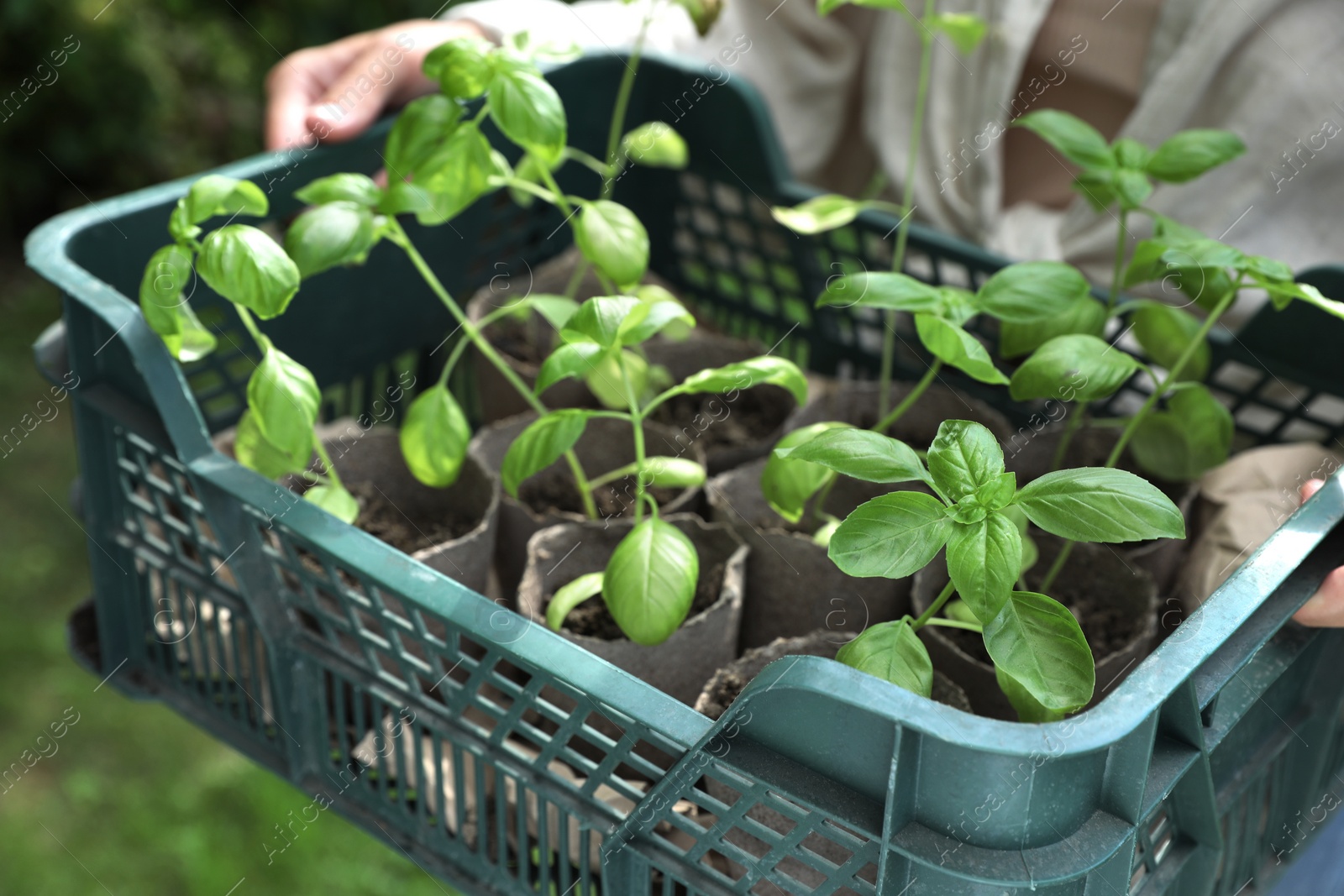 Photo of Woman holding crate with seedlings outdoors, closeup