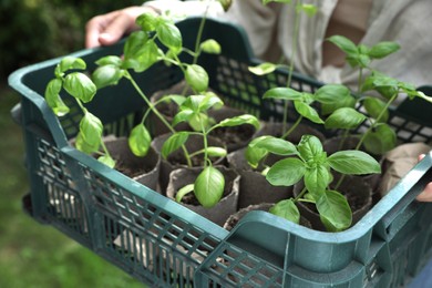 Woman holding crate with seedlings outdoors, closeup