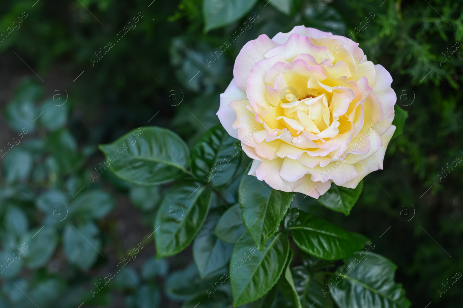 Photo of Beautiful yellow rose flower blooming outdoors, closeup. Space for text