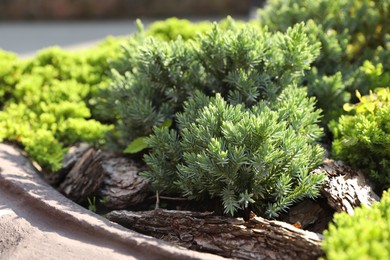 Photo of Beautiful juniper plants growing outdoors, space for text. Gardening and landscaping