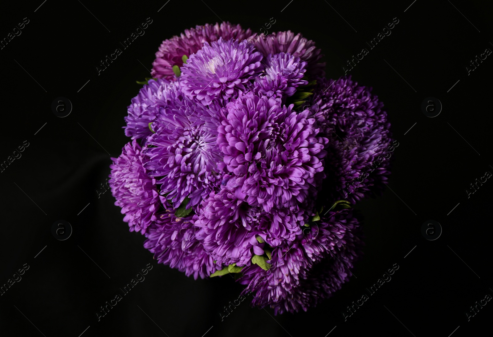 Photo of Bouquet of beautiful purple asters on black background, top view. Autumn flowers