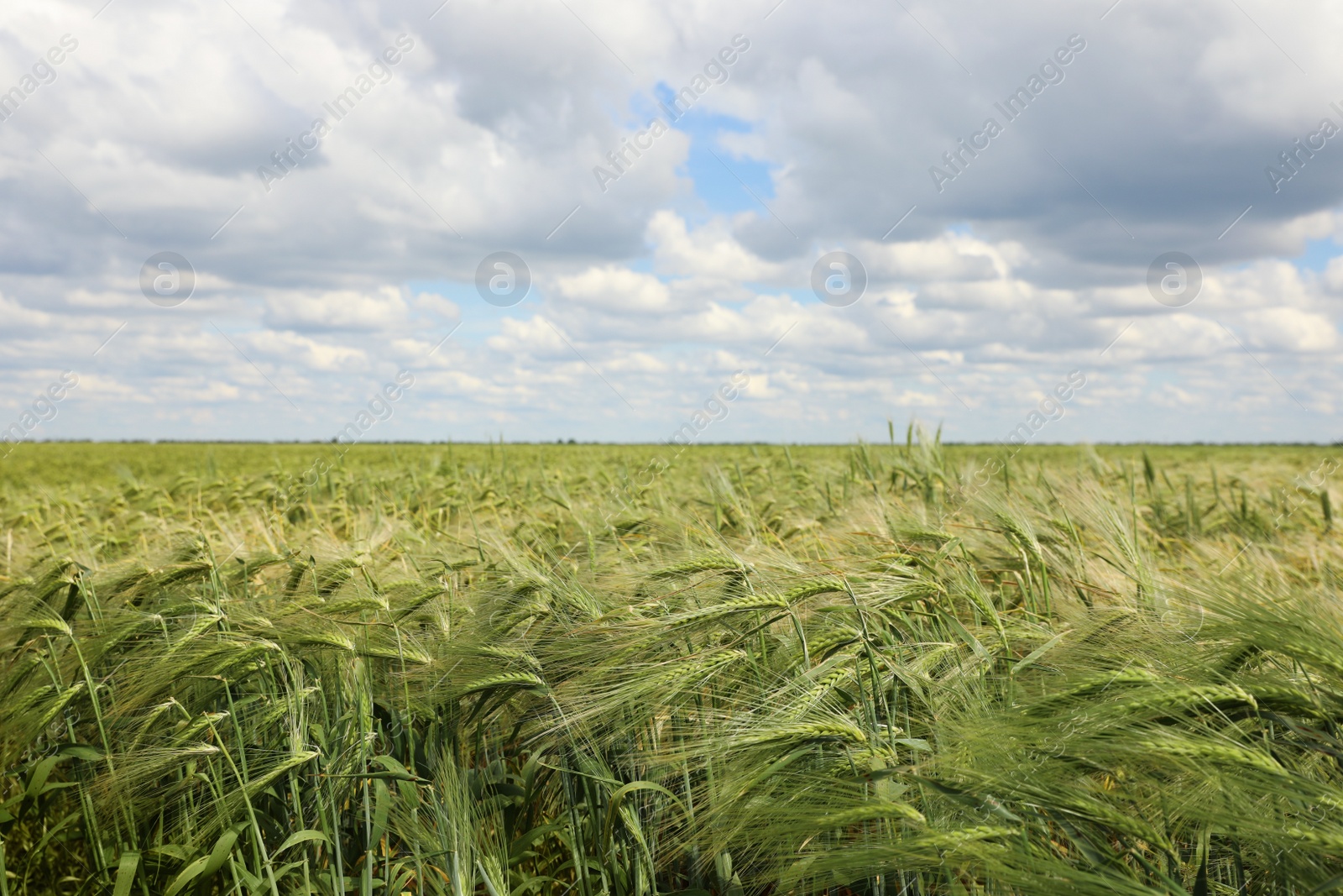 Photo of Agricultural field with ripening cereal crop on cloudy day