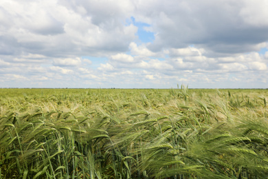 Agricultural field with ripening cereal crop on cloudy day