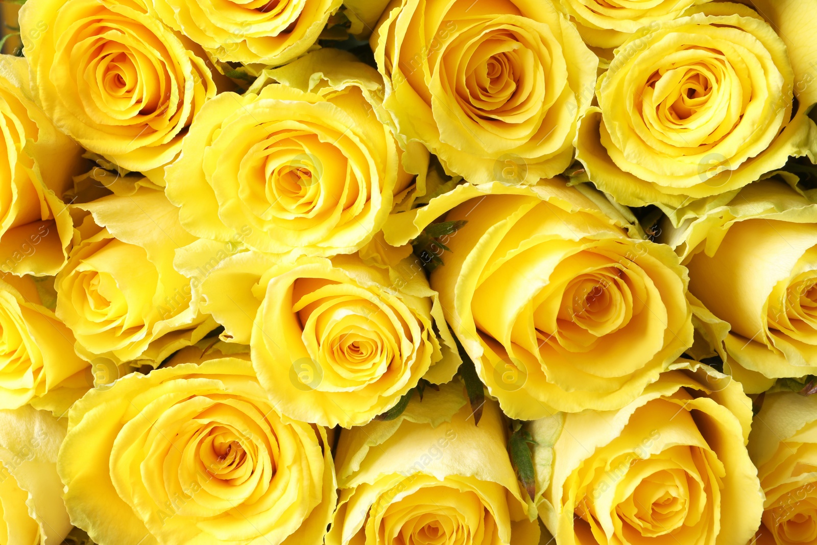 Photo of Beautiful bouquet of yellow roses as background, top view