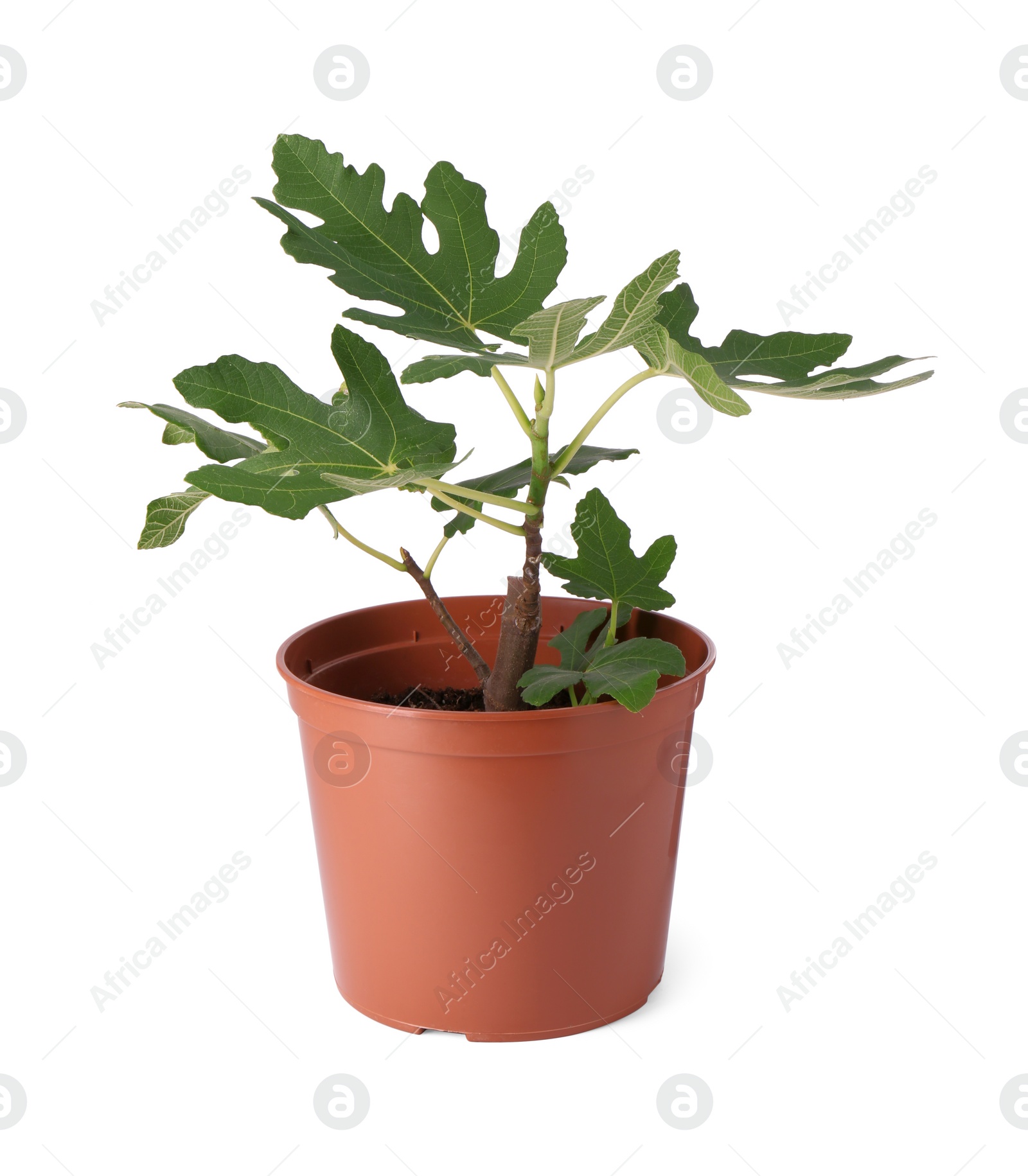 Photo of Fig plant with green leaves in pot isolated on white