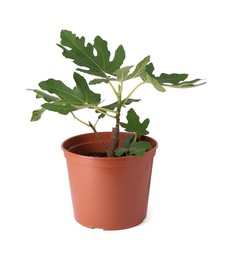 Photo of Fig plant with green leaves in pot isolated on white