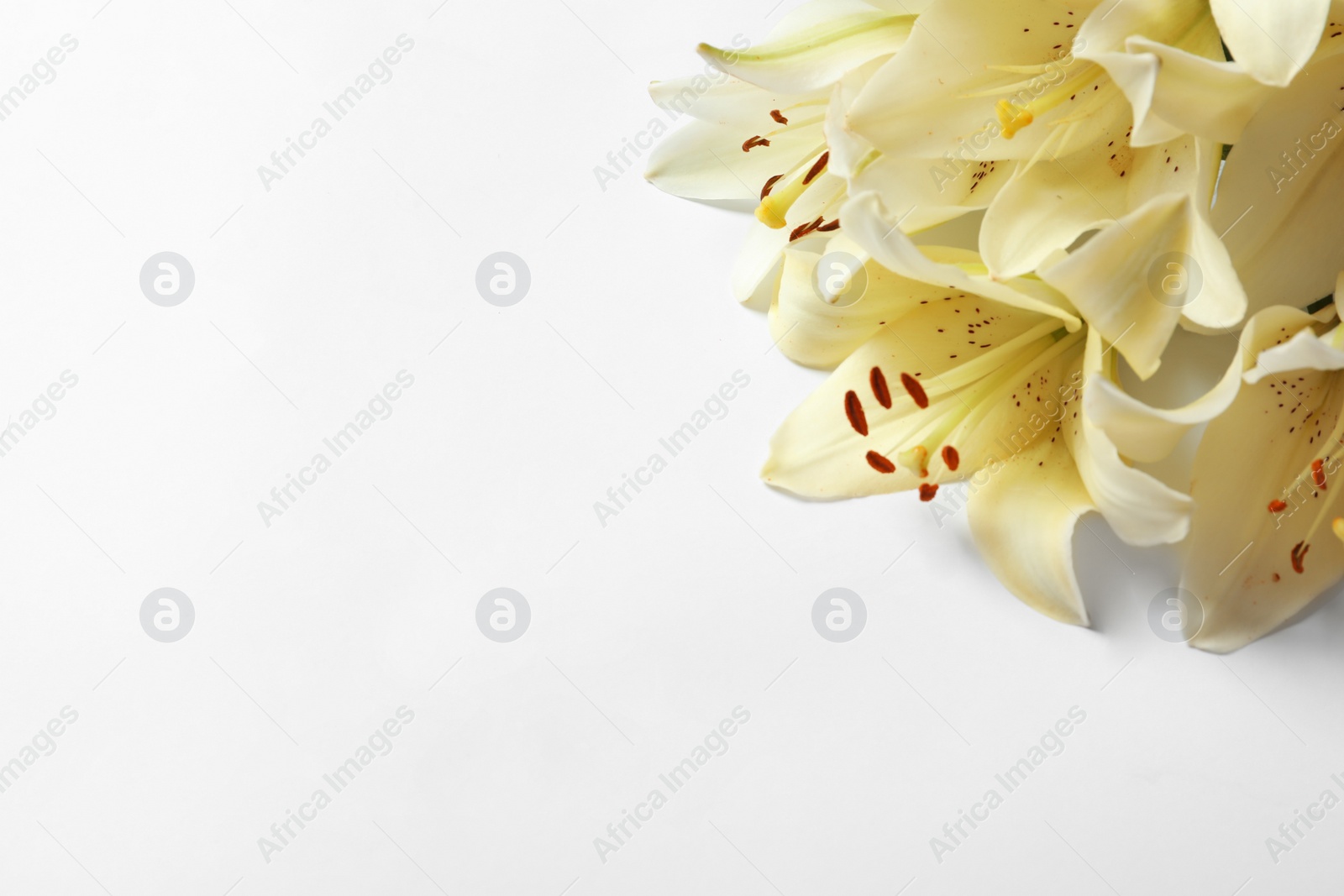 Photo of Beautiful lilies on white background, top view