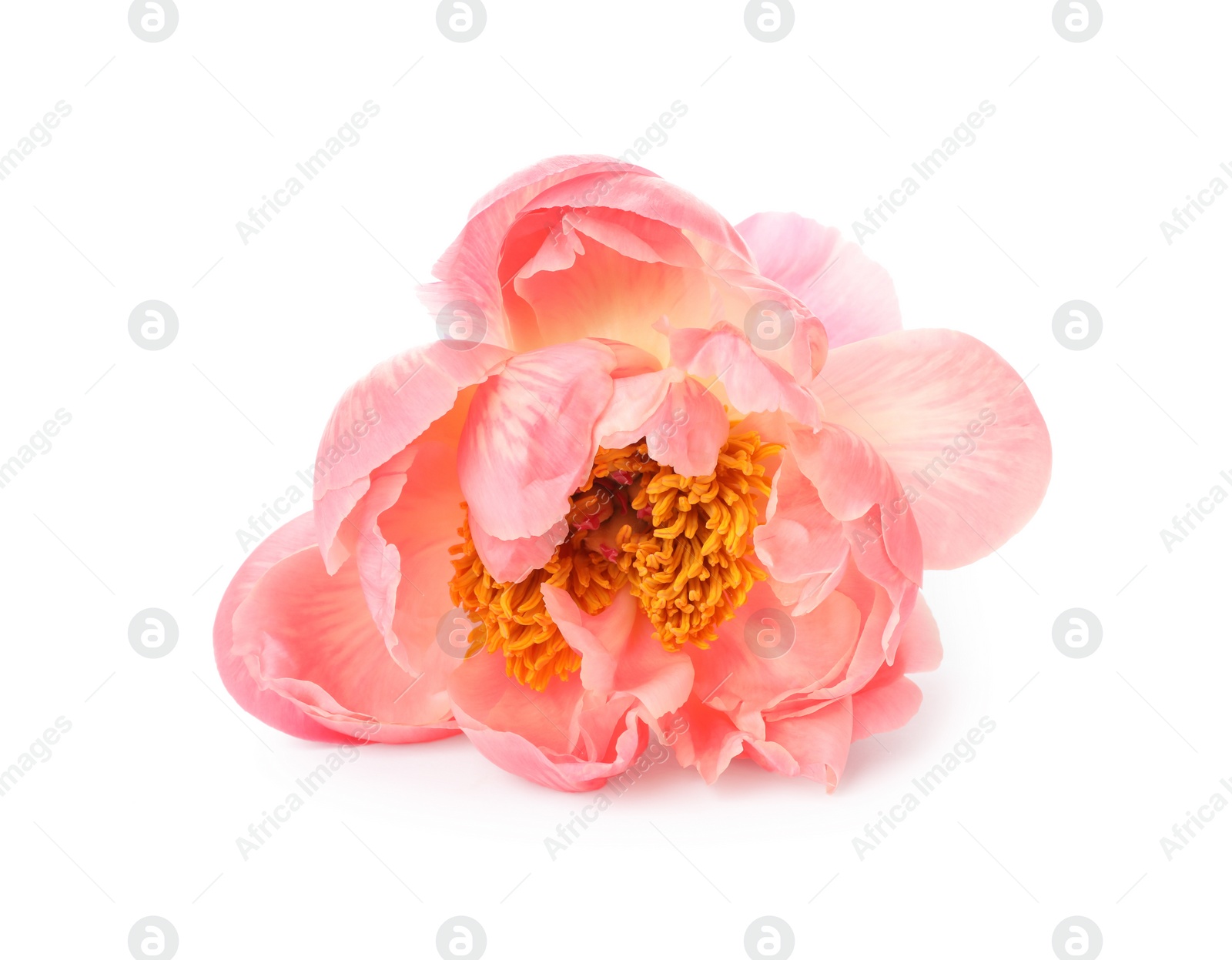 Photo of Beautiful blooming pink peony isolated on white