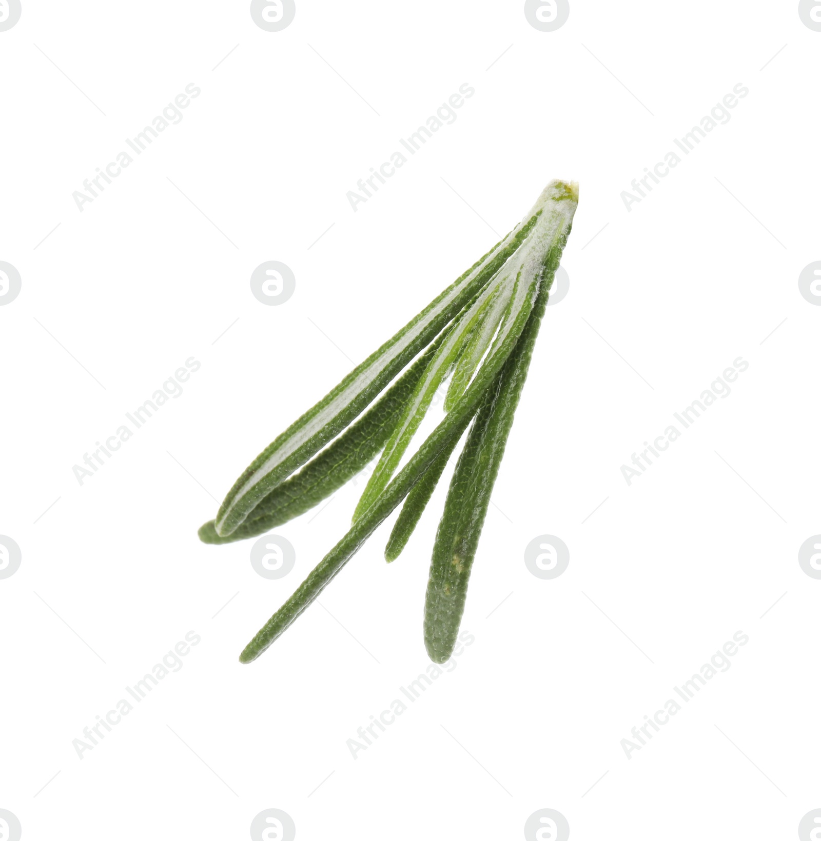 Photo of Fresh green rosemary leaves on white background