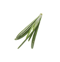 Photo of Fresh green rosemary leaves on white background