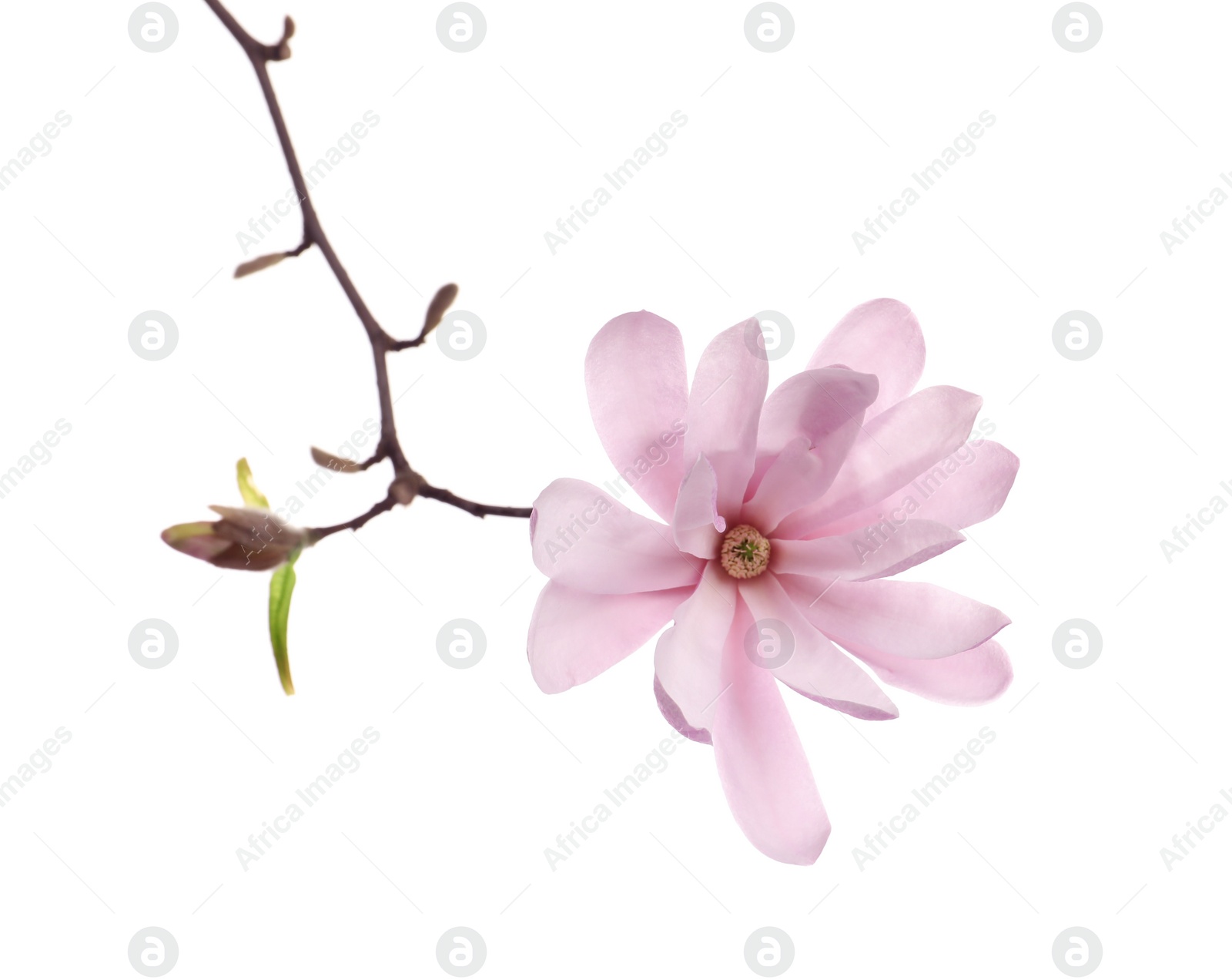 Photo of Magnolia tree branch with beautiful flower isolated on white