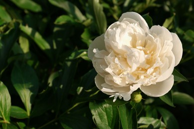 Photo of Beautiful blooming white peony outdoors on sunny day. Space for text