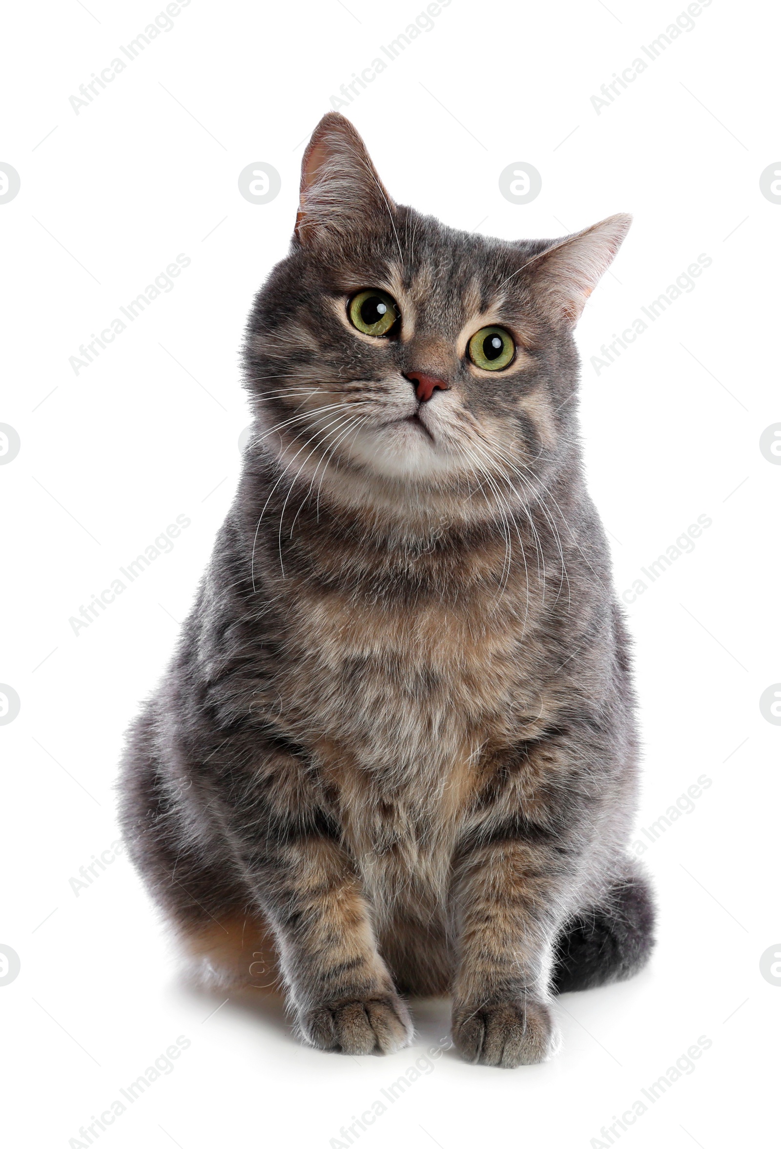 Photo of Cute gray tabby cat on white background. Lovely pet