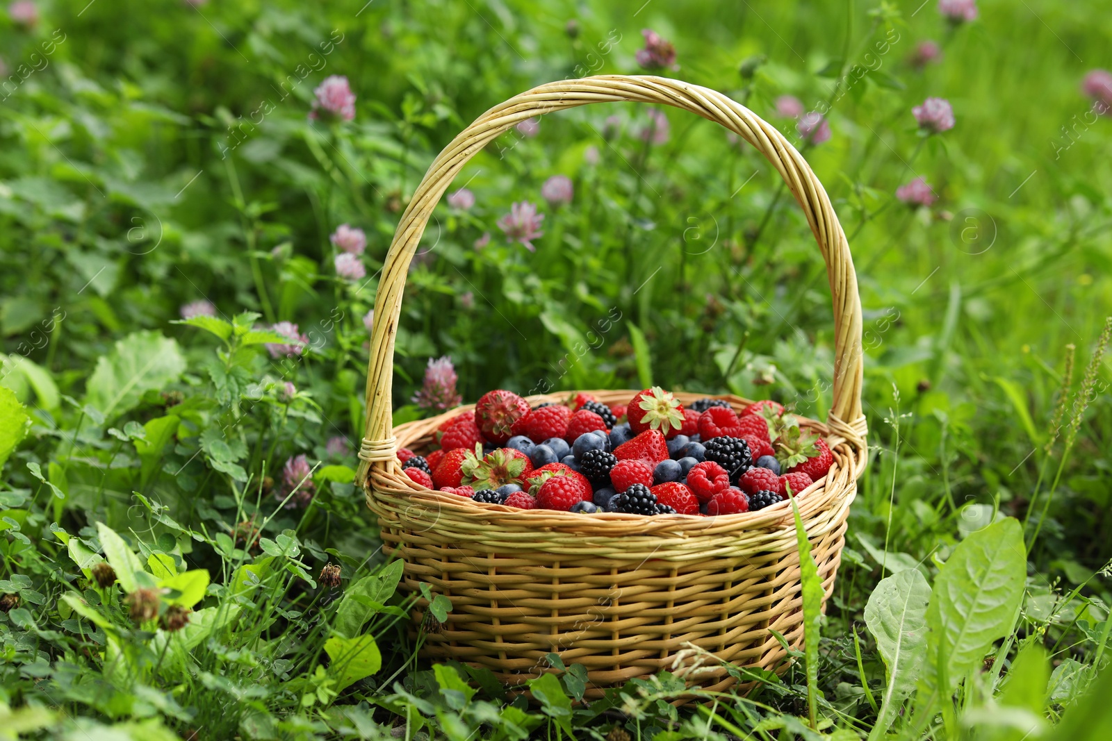 Photo of Wicker basket with different fresh ripe berries in green grass outdoors