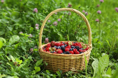 Wicker basket with different fresh ripe berries in green grass outdoors