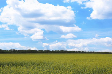 Beautiful view of blooming rapeseed field. Agriculture industry