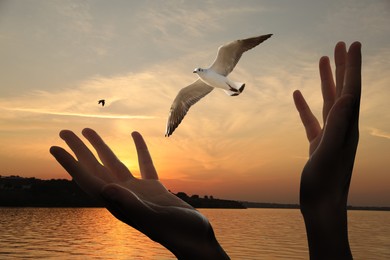 Image of Freedom. Woman releasing bird near river at sunset, closeup