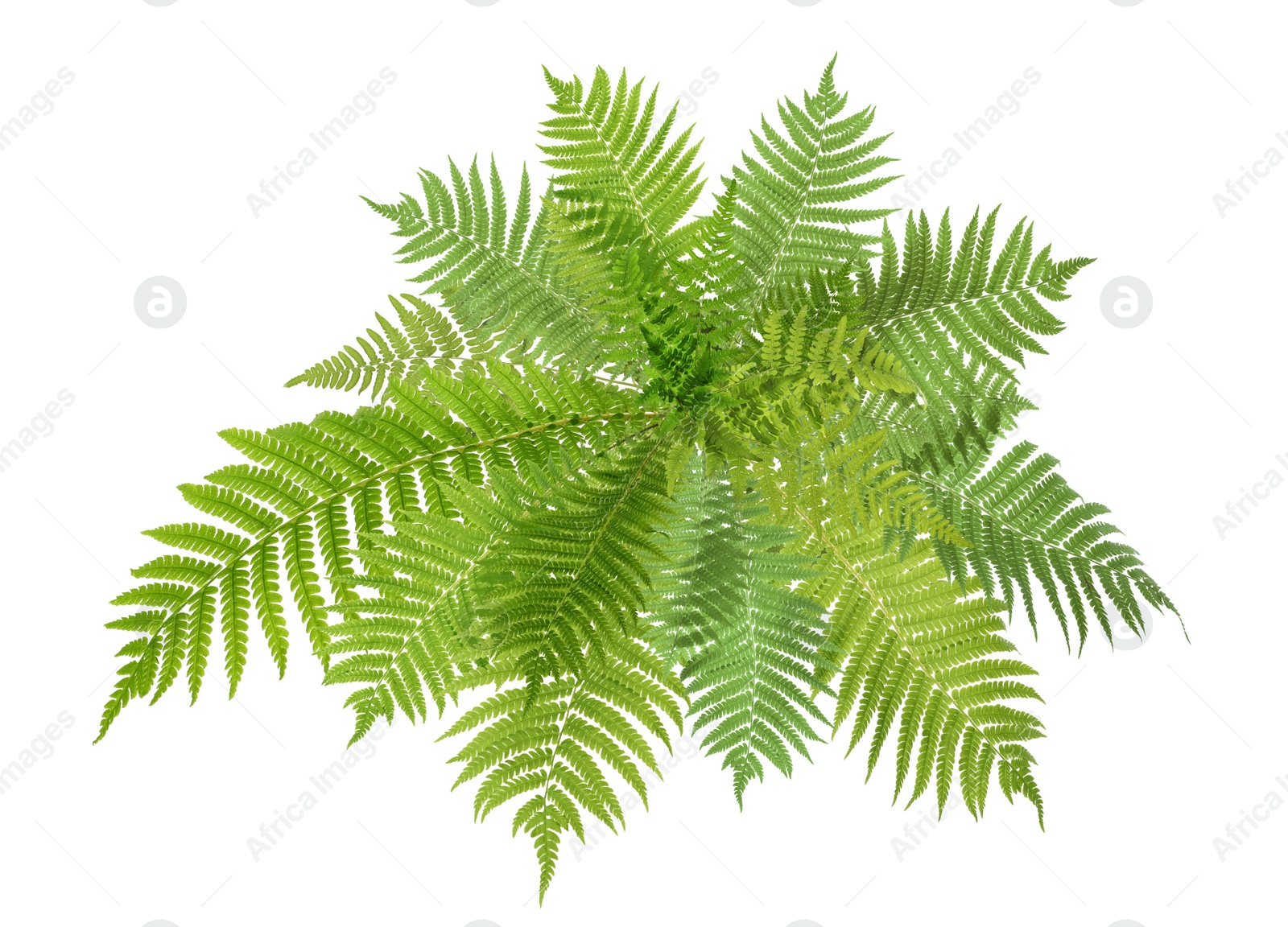 Image of Beautiful tropical fern leaves on white background