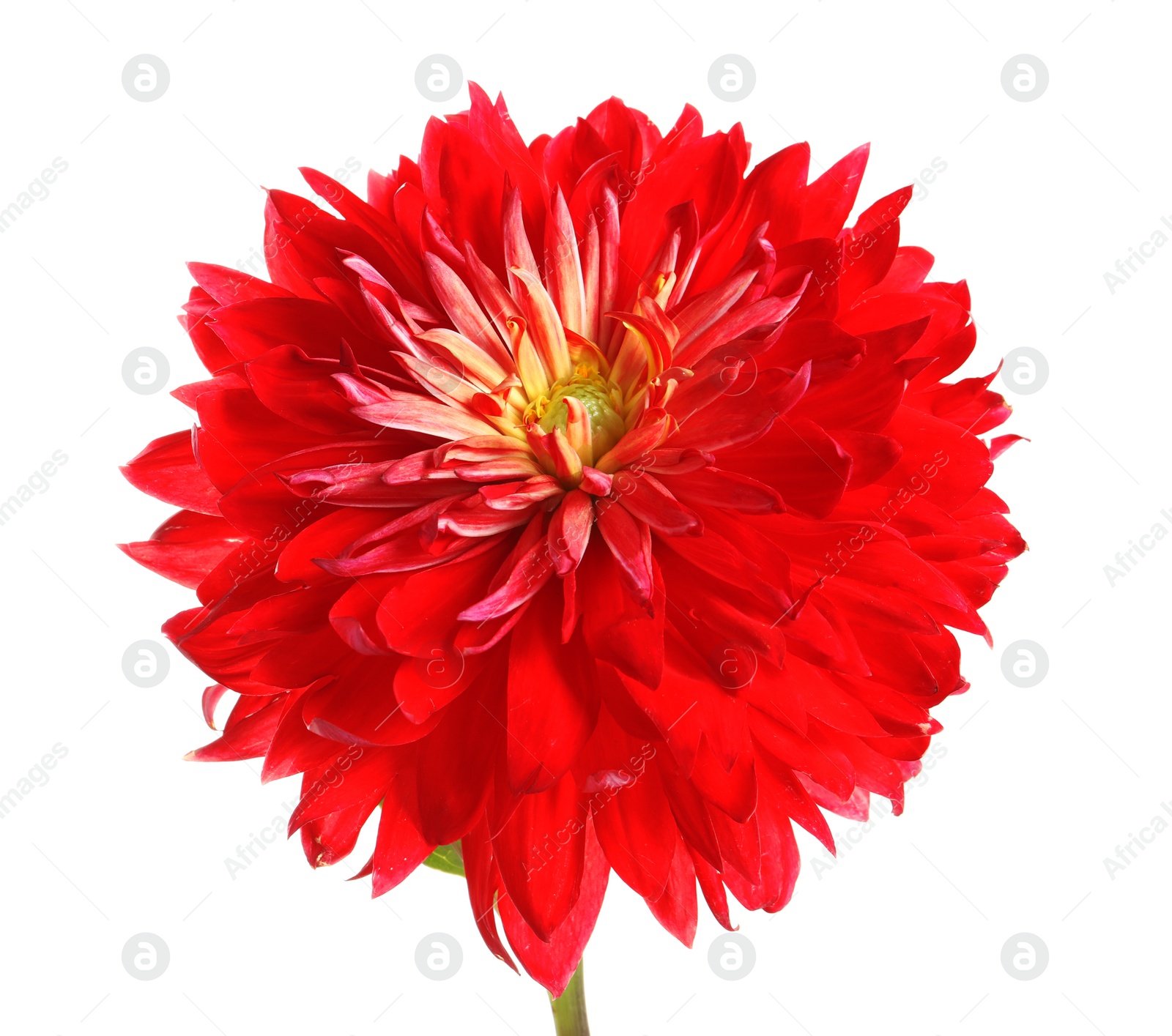 Photo of Beautiful red dahlia flower on white background