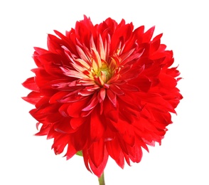 Photo of Beautiful red dahlia flower on white background