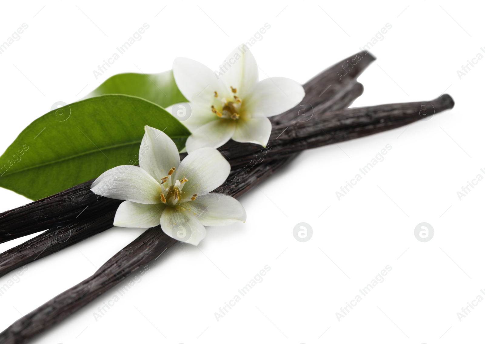 Photo of Vanilla pods, green leaves and flowers isolated on white