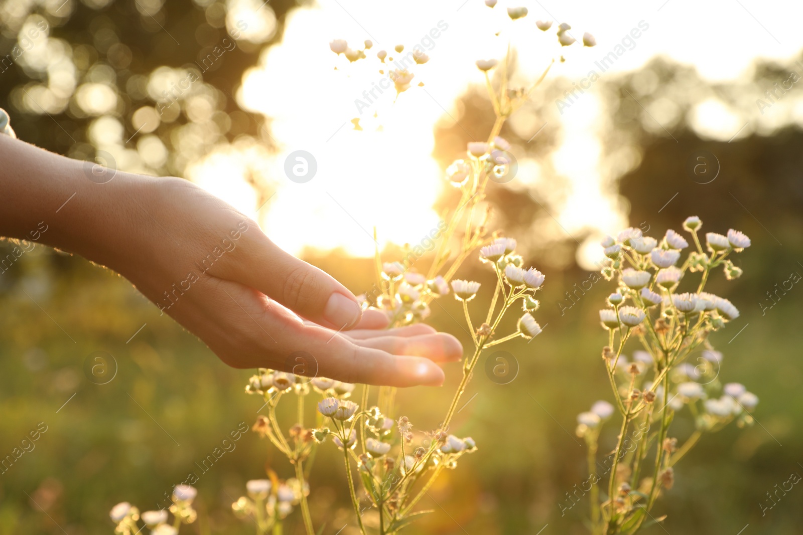 Photo of Woman walking through meadow and touching beautiful white flowers at sunset, closeup