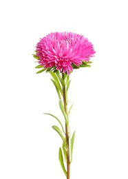 Photo of Beautiful bright aster flower on white background