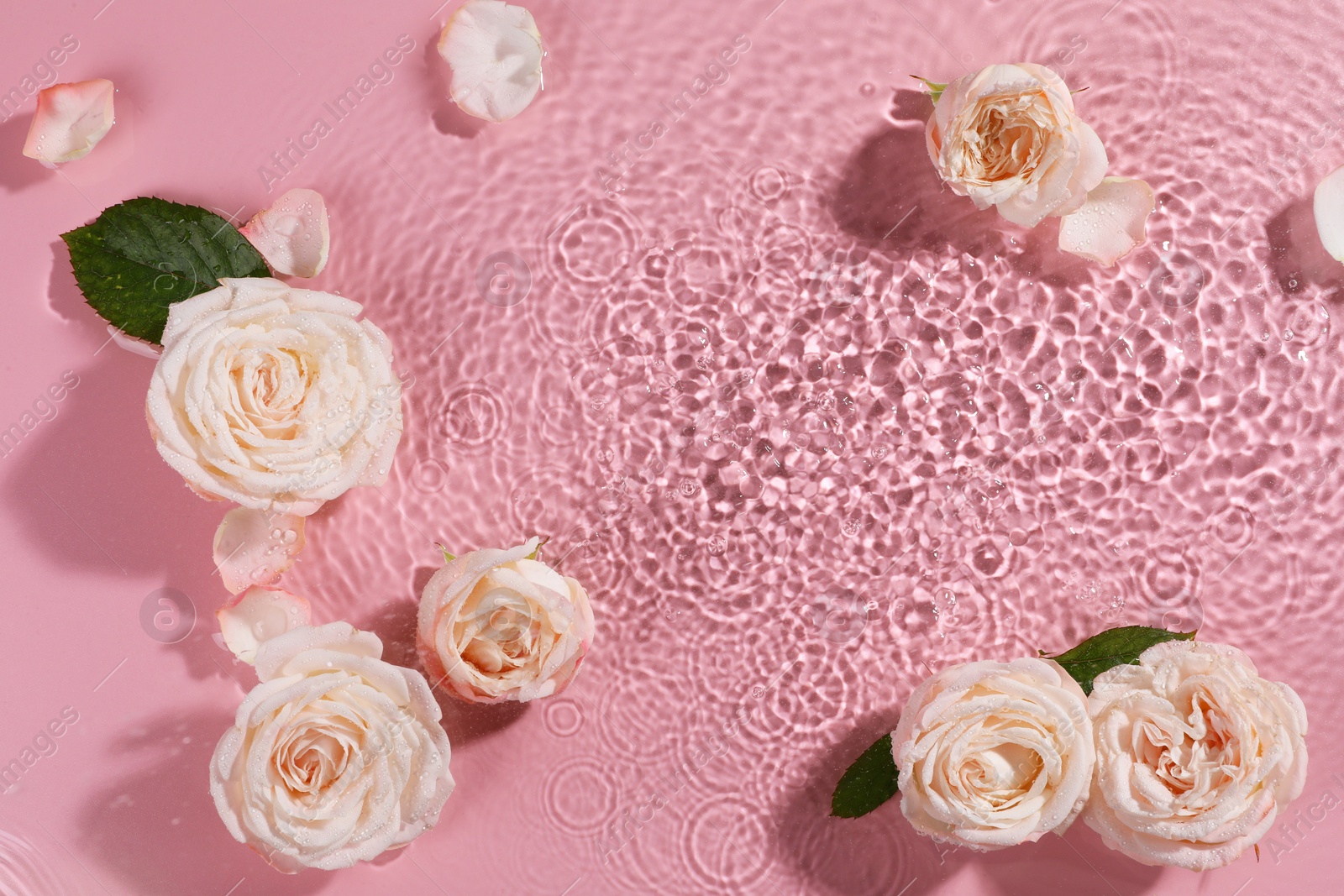 Photo of Beautiful roses, petals and leaves in water on pink background, top view. Space for text