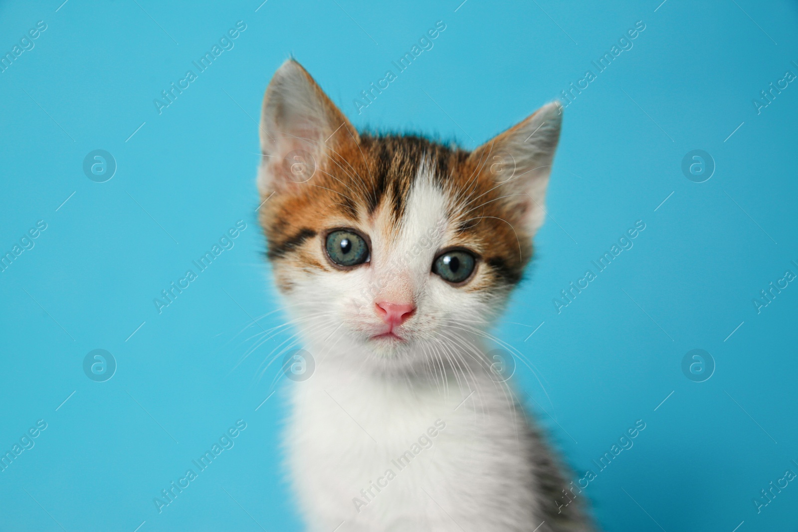 Photo of Cute little kitten on light blue background, closeup. Baby animal