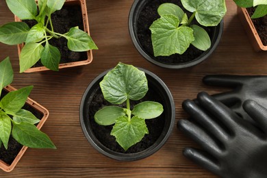 Different seedlings growing in plastic containers with soil and gardening gloves on wooden table, flat lay