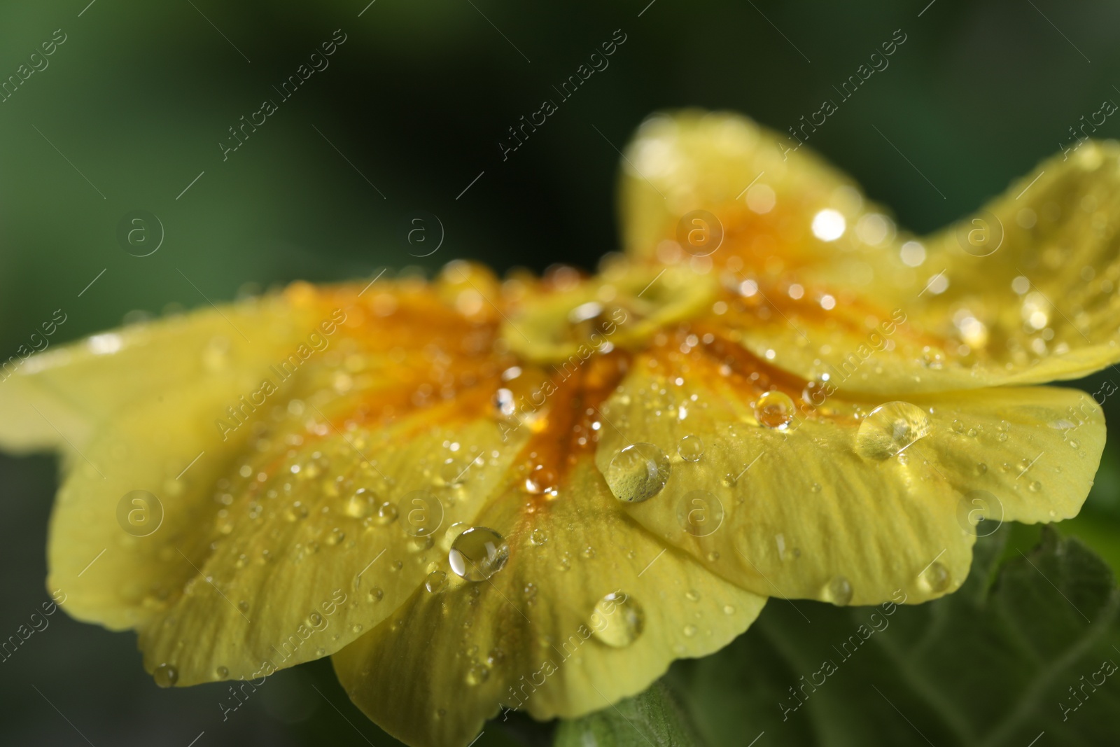 Photo of Closeup view of beautiful blooming flower with dew drops