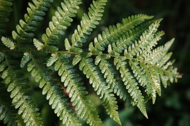 Green fern covered with hoarfrost in forest, top view