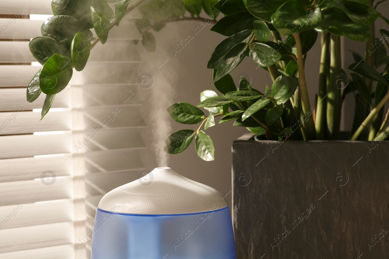 Photo of Air humidifier near beautiful green houseplant indoors