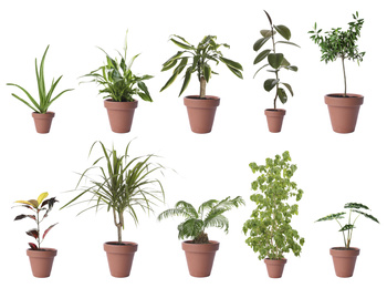 Image of Set of different houseplants in flower pots on white background