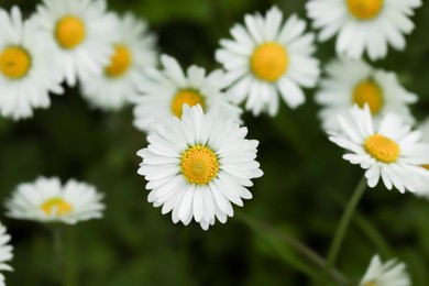 Photo of Beautiful tender daisy flowers growing outdoors, closeup