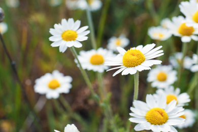 Beautiful chamomile flowers growing in field, closeup